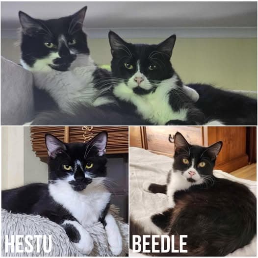Hestu & Beedle - Domestic Shorthair cat available for adoption at Perth Rescue Angels in Perth