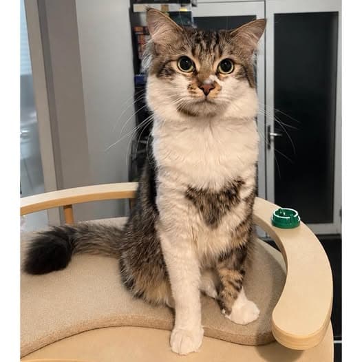 Aslan - Domestic Shorthair cat available for adoption at Perth Rescue Angels in Perth