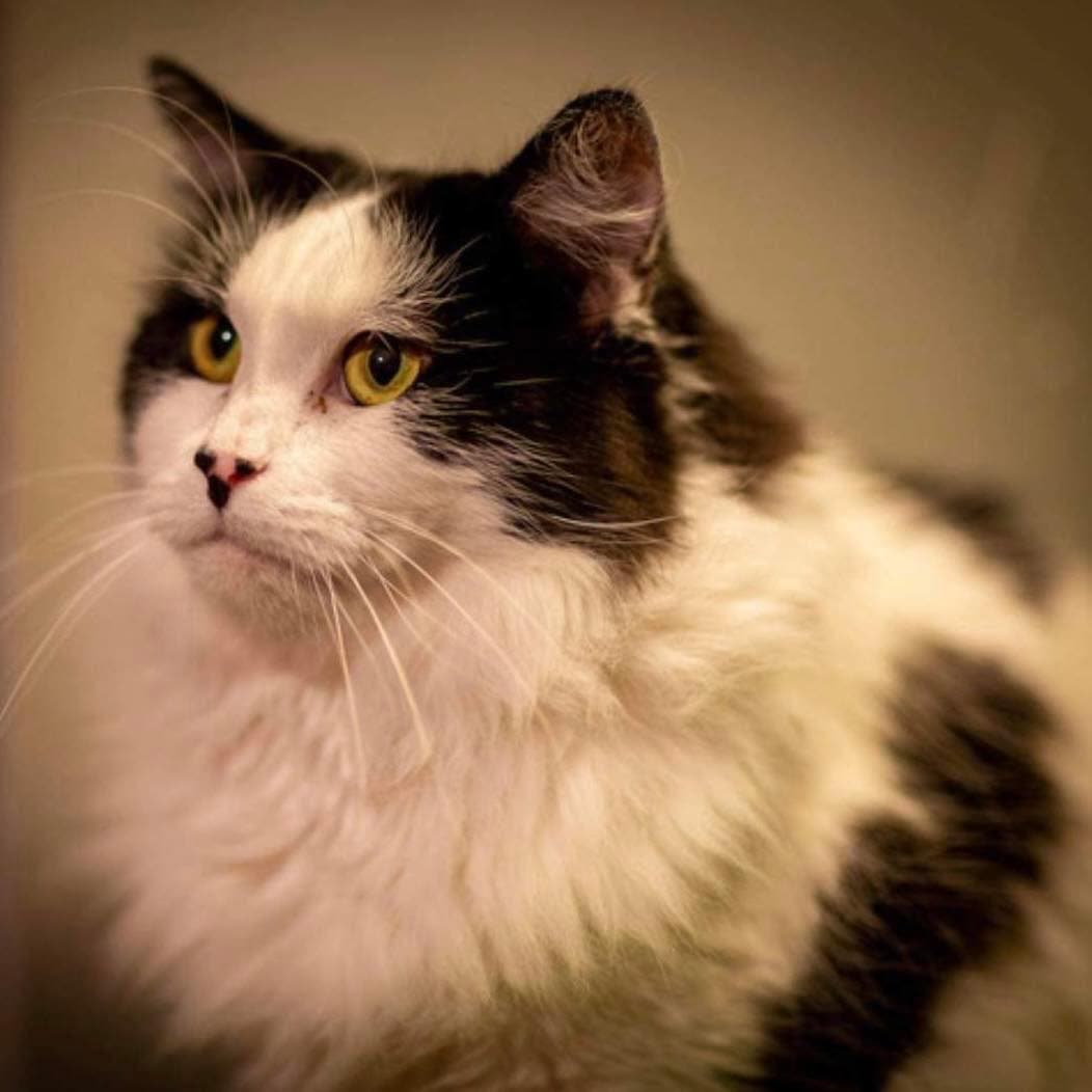 Samson - Domestic Shorthair cat available for adoption at Perth Rescue Angels in Perth