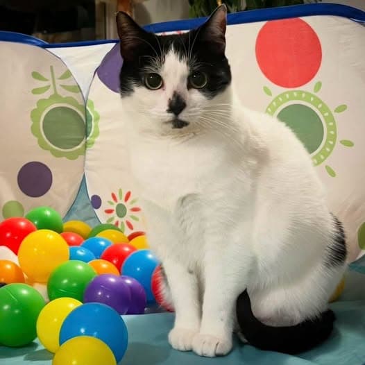 Dorothea - Domestic Shorthair cat available for adoption at Perth Rescue Angels in Perth