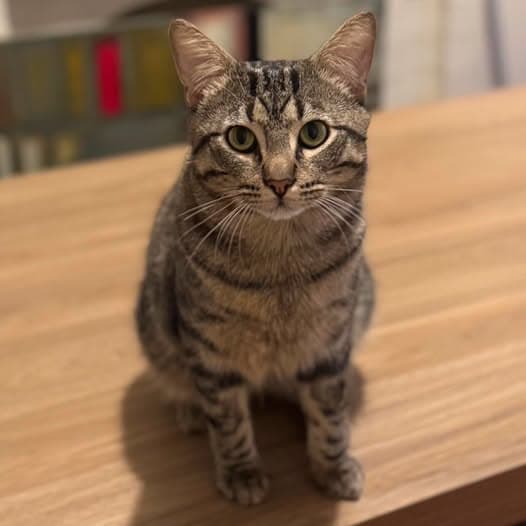 Howie - Domestic Shorthair cat available for adoption at Perth Rescue Angels in Perth