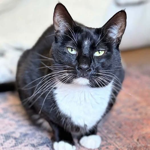Maverick - Domestic Shorthair cat available for adoption at Perth Rescue Angels in Perth