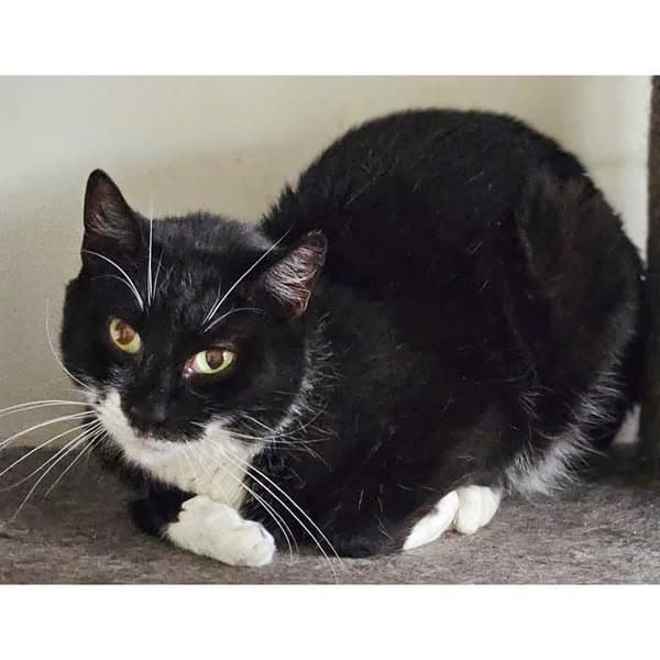 Beanie - Domestic Shorthair cat available for adoption at Perth Rescue Angels in Perth