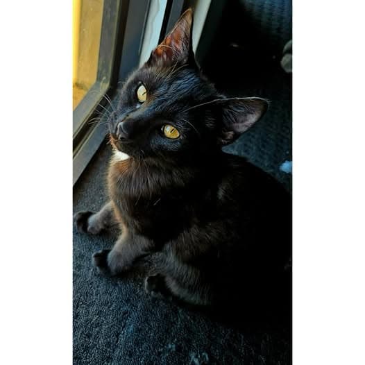 Moxxii - Domestic Shorthair cat available for adoption in Perth