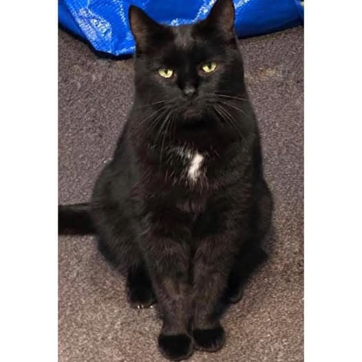 Girlie - Domestic Shorthair cat available for adoption at Perth Rescue Angels in Perth