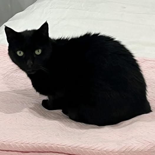 Nugget - Domestic Shorthair cat available for adoption at Perth Rescue Angels in Perth