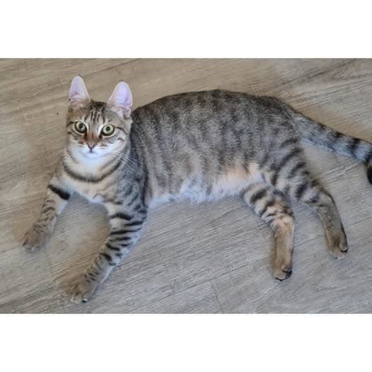 Zuzu - Domestic Shorthair cat available for adoption at Perth Rescue Angels in Perth