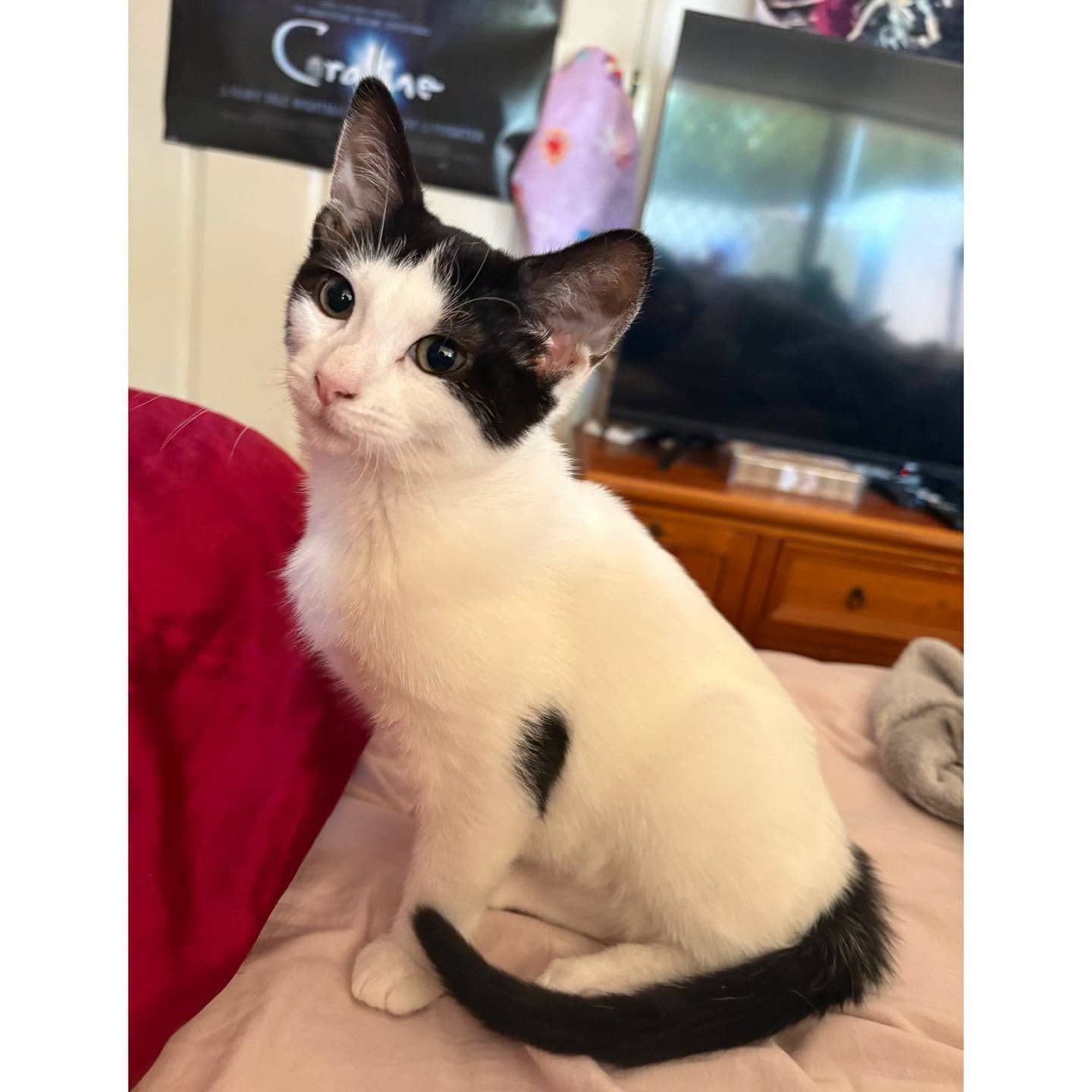 Tanami - Domestic Shorthair cat available for adoption at Perth Rescue Angels in Perth