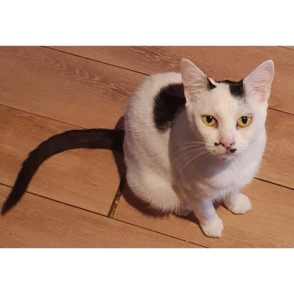 Heidi - Domestic Shorthair cat available for adoption at Perth Rescue Angels in Perth