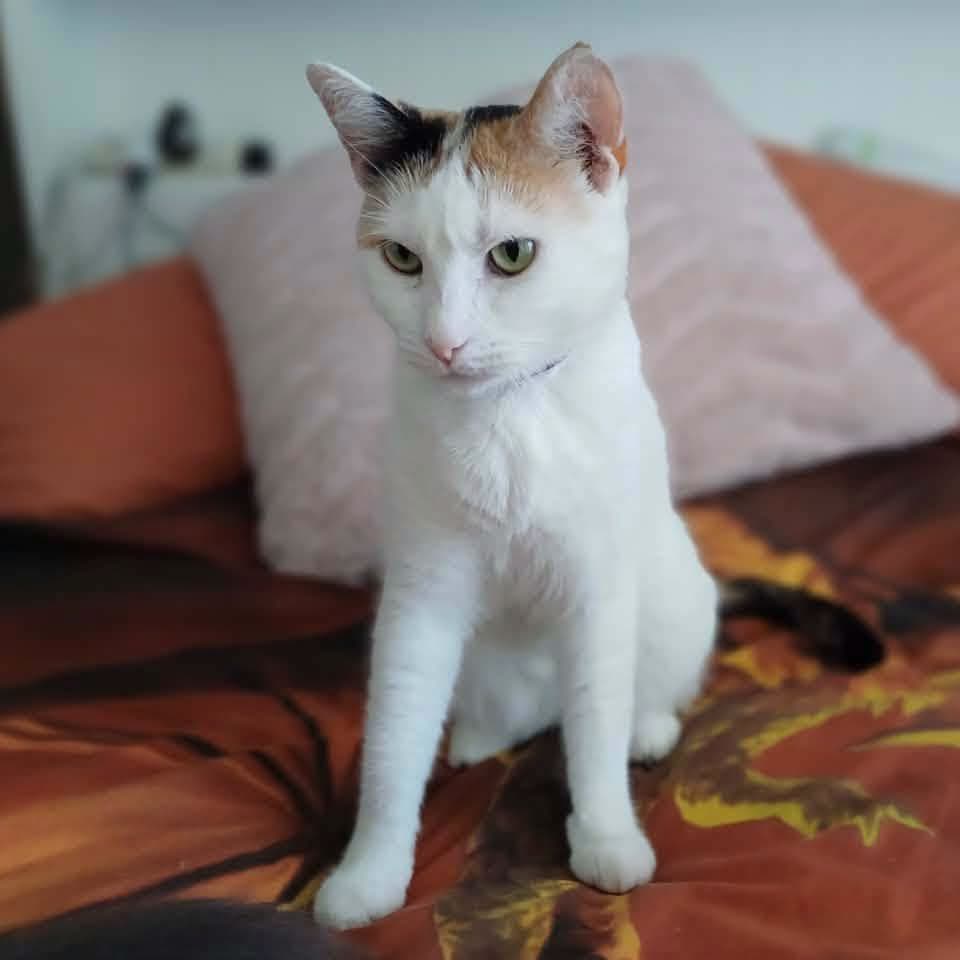 Gizmo - Domestic Shorthair cat available for adoption at Perth Rescue Angels in Perth