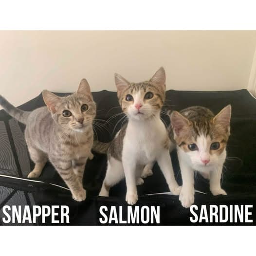 Sardine & Salmon - Domestic Shorthair cat available for adoption at Perth Rescue Angels in Perth
