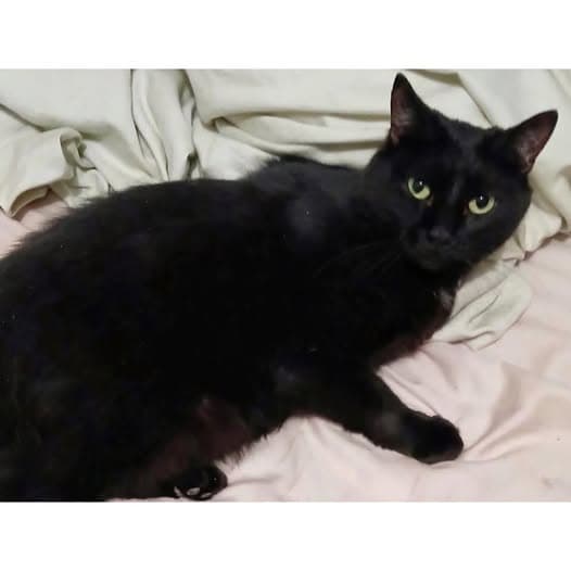 Sprite - Domestic Shorthair cat available for adoption at Perth Rescue Angels in Perth