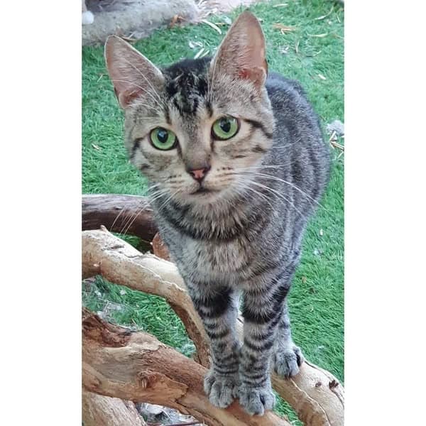 Cleo - Domestic Shorthair cat available for adoption at Perth Rescue Angels in Perth