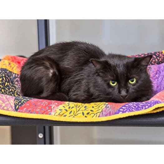 Vesper - Domestic Shorthair cat available for adoption at Perth Rescue Angels in Perth