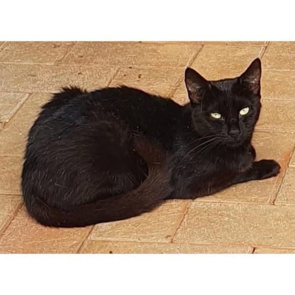 Lila - Domestic Shorthair cat available for adoption at Perth Rescue Angels in Perth