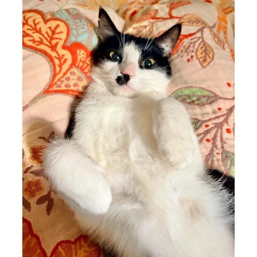 Darla - Domestic Shorthair cat available for adoption at Perth Rescue Angels in Perth