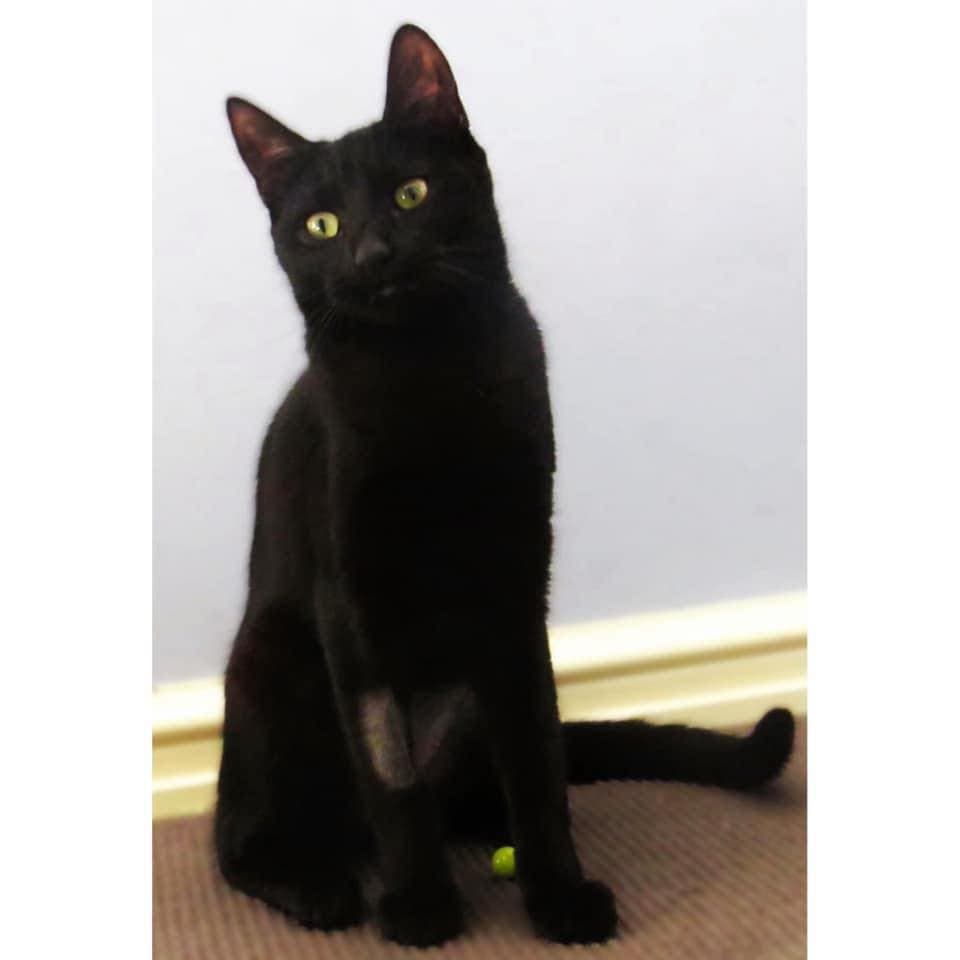 Frenchy - Domestic Shorthair cat available for adoption at Perth Rescue Angels in Perth