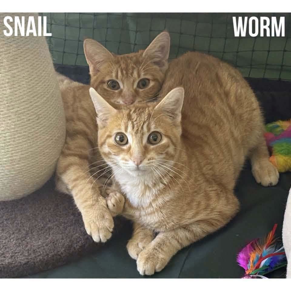 Worm & Snail - Domestic Shorthair cat available for adoption at Perth Rescue Angels in Perth