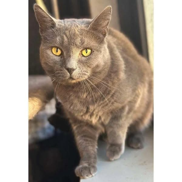 Bermuda - Domestic Shorthair cat available for adoption at Perth Rescue Angels in Perth