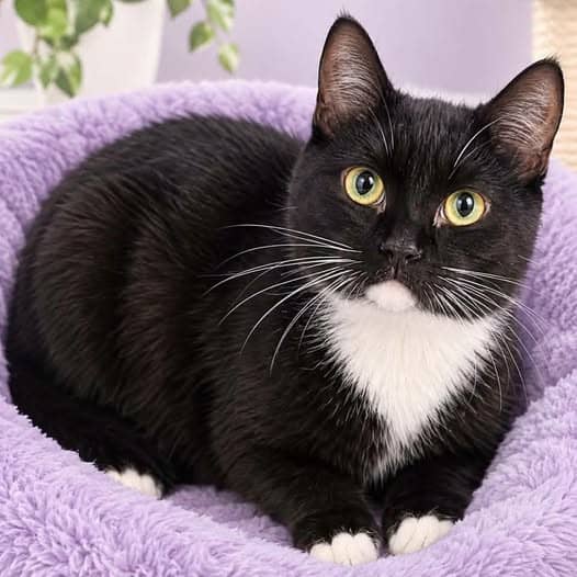Koko - Domestic Shorthair cat available for adoption at Perth Rescue Angels in Perth