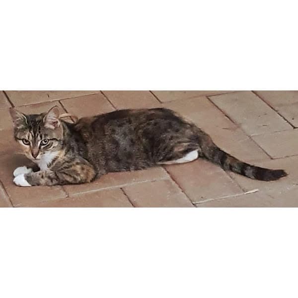 Harriet - Domestic Shorthair cat available for adoption at Perth Rescue Angels in Perth