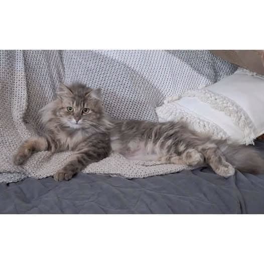 Xena - Domestic Longhair cat available for adoption at Perth Rescue Angels in Perth