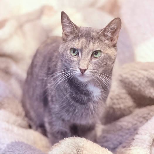 Isabel - Domestic Shorthair cat available for adoption at Perth Rescue Angels in Perth