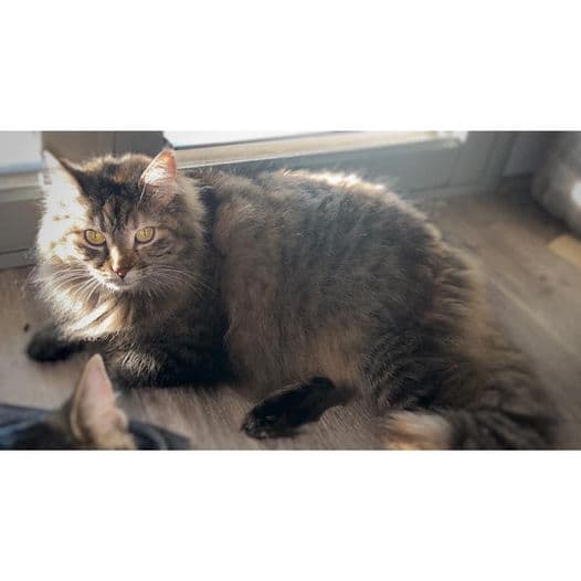 Indica - Domestic Medium Hair cat available for adoption at Perth Rescue Angels in Perth
