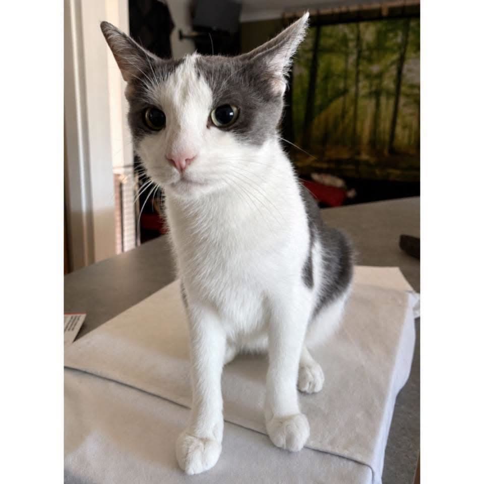 Katy Purry - Domestic Shorthair cat available for adoption at Perth Rescue Angels in Perth