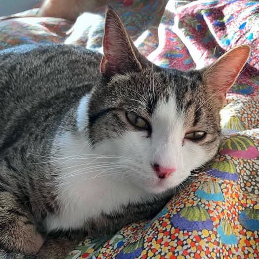 Phillip - Domestic Shorthair cat available for adoption in Perth