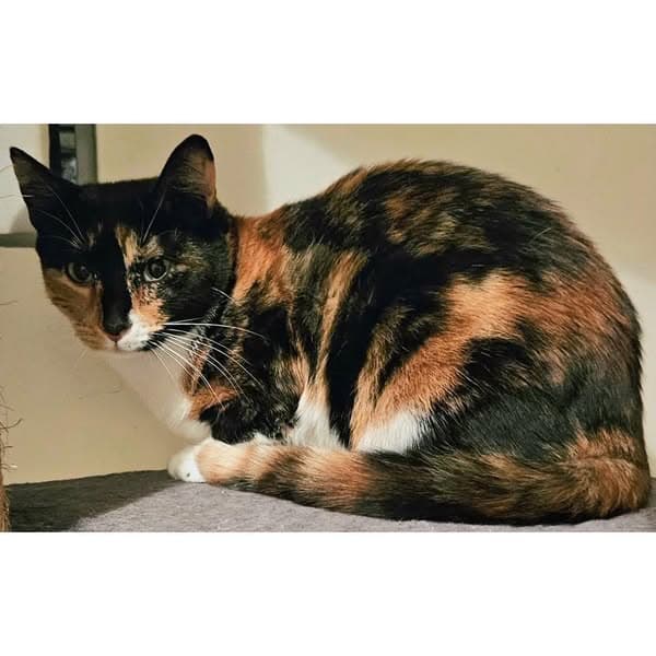 Jasmine - Domestic Shorthair cat available for adoption at Perth Rescue Angels in Perth