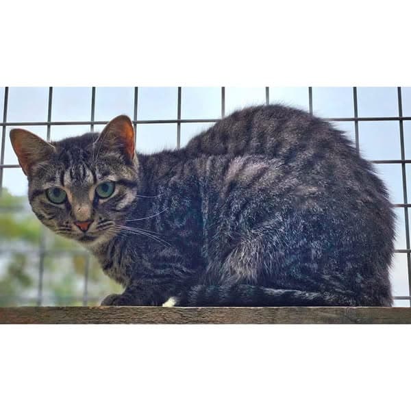 Grumps - Domestic Shorthair cat available for adoption at Perth Rescue Angels in Perth