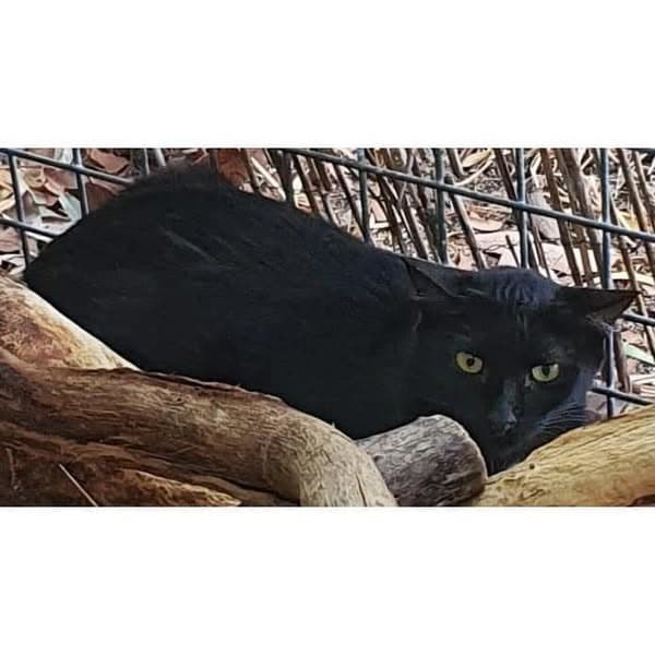 Willow - Domestic Shorthair cat available for adoption at Perth Rescue Angels in Perth