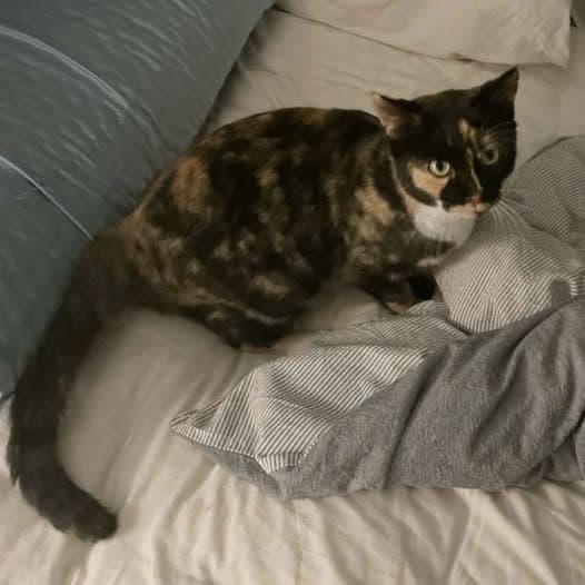 Dotty - Domestic Shorthair cat available for adoption at Perth Rescue Angels in Perth
