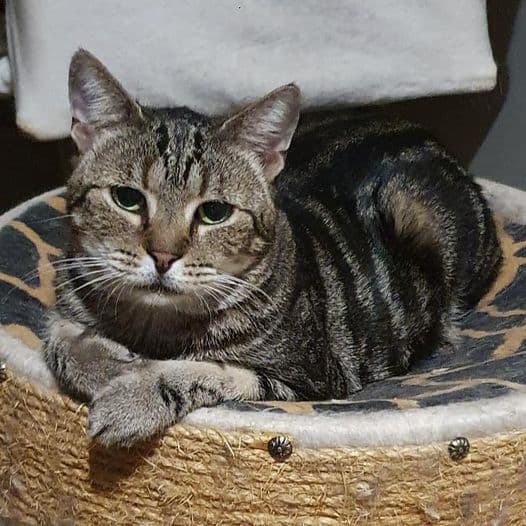 Piper - Domestic Shorthair cat available for adoption at Perth Rescue Angels in Perth