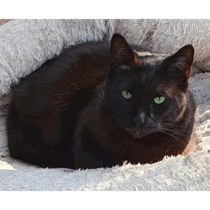 Asher - Domestic Shorthair cat available for adoption at Perth Rescue Angels in Perth