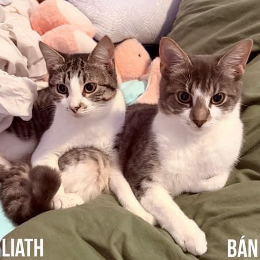 Bán & Liath - Domestic Shorthair cat available for adoption at Perth Rescue Angels in Perth