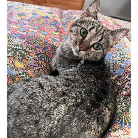 Linda - Domestic Shorthair cat available for adoption in Perth
