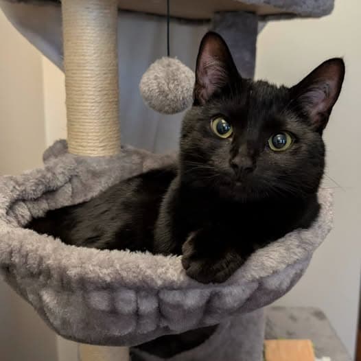 Marsie - Domestic Shorthair cat available for adoption at Perth Rescue Angels in Perth