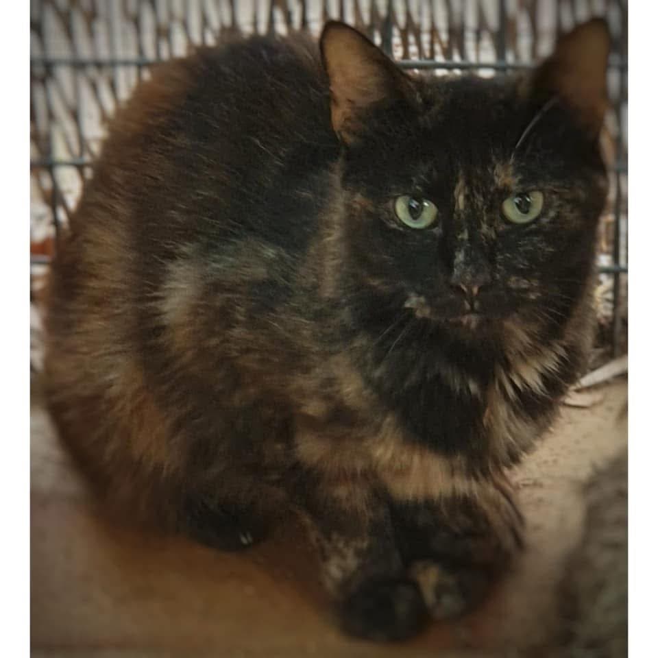 Coco - Domestic Shorthair cat available for adoption at Perth Rescue Angels in Perth