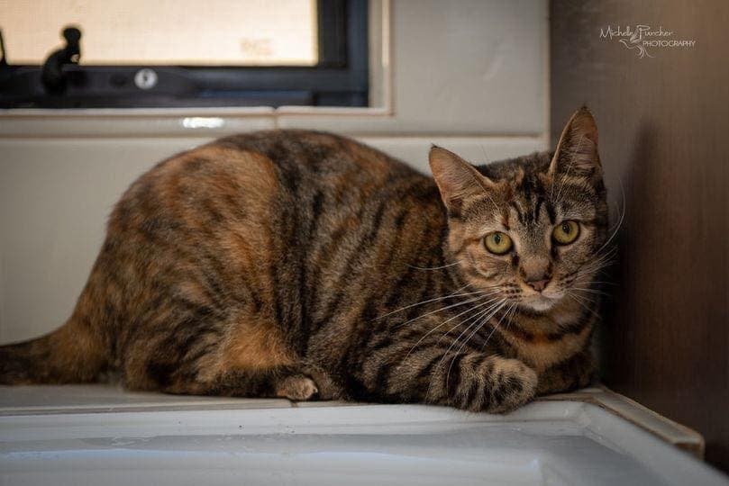 Charlotte - Domestic Shorthair cat available for adoption at Perth Rescue Angels in Perth