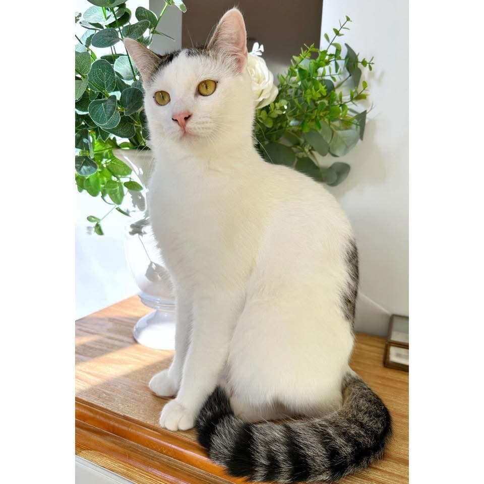 Paulo - Domestic Shorthair cat available for adoption at Perth Rescue Angels in Perth