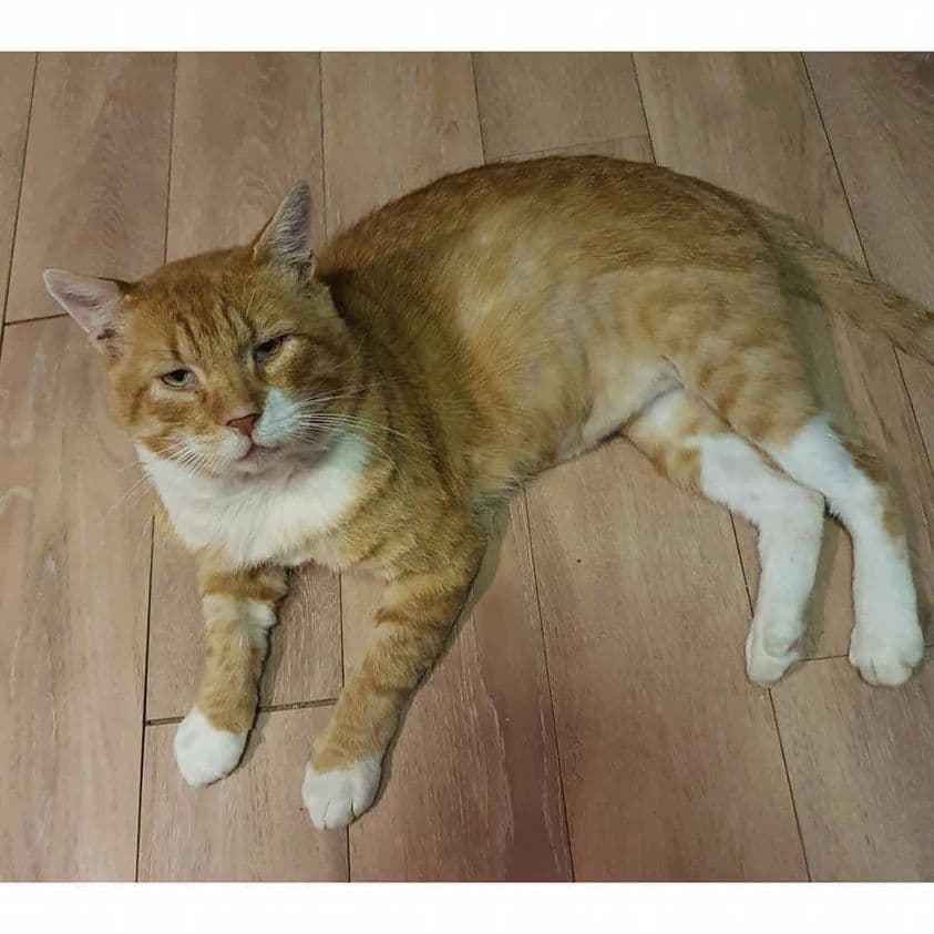 Harry - Domestic Shorthair cat available for adoption at Perth Rescue Angels in Perth