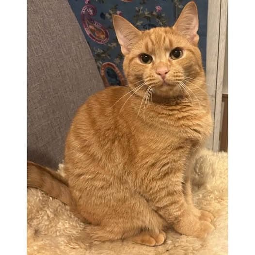 Ravioli - Domestic Shorthair cat available for adoption at Perth Rescue Angels in Perth