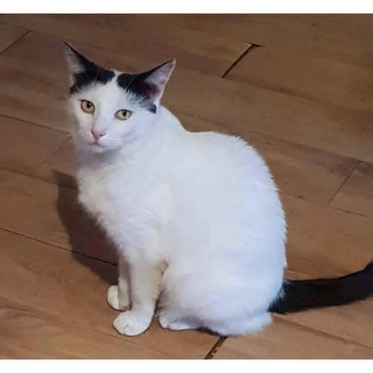 Carimba - Domestic Shorthair cat available for adoption at Perth Rescue Angels in Perth