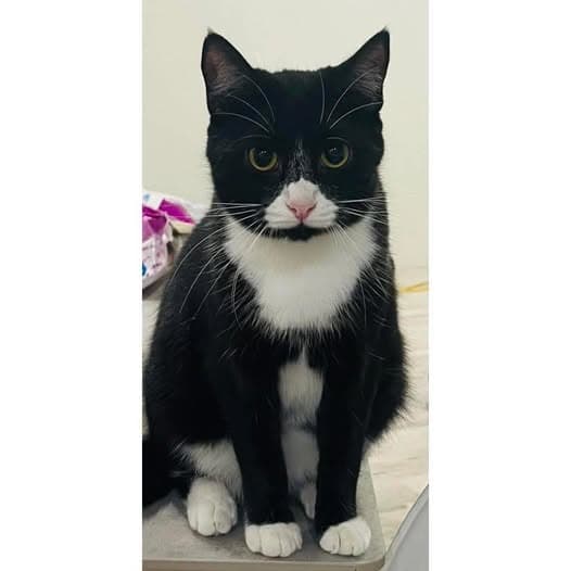 Dove - Domestic Shorthair cat available for adoption at Perth Rescue Angels in Perth