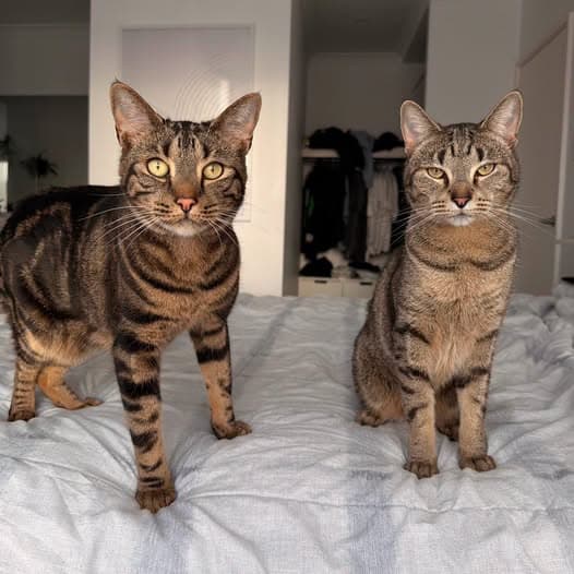 Oakley & Chip - Domestic Shorthair cat available for adoption at Perth Rescue Angels in Perth