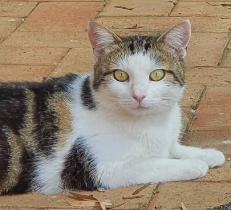 Mandolin - Domestic Shorthair cat available for adoption at Perth Rescue Angels in Perth
