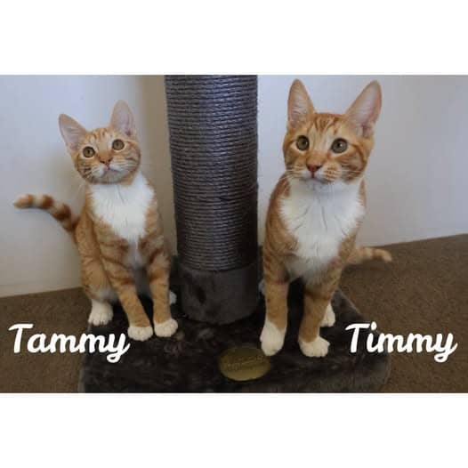Timmy & Tammy - Domestic Shorthair cat available for adoption at Perth Rescue Angels in Perth