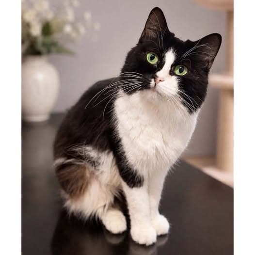 Priscilla Purrsley - Domestic Medium Hair cat available for adoption at Perth Rescue Angels in Perth